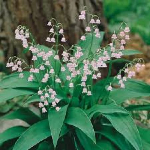 Convallaria rosea 